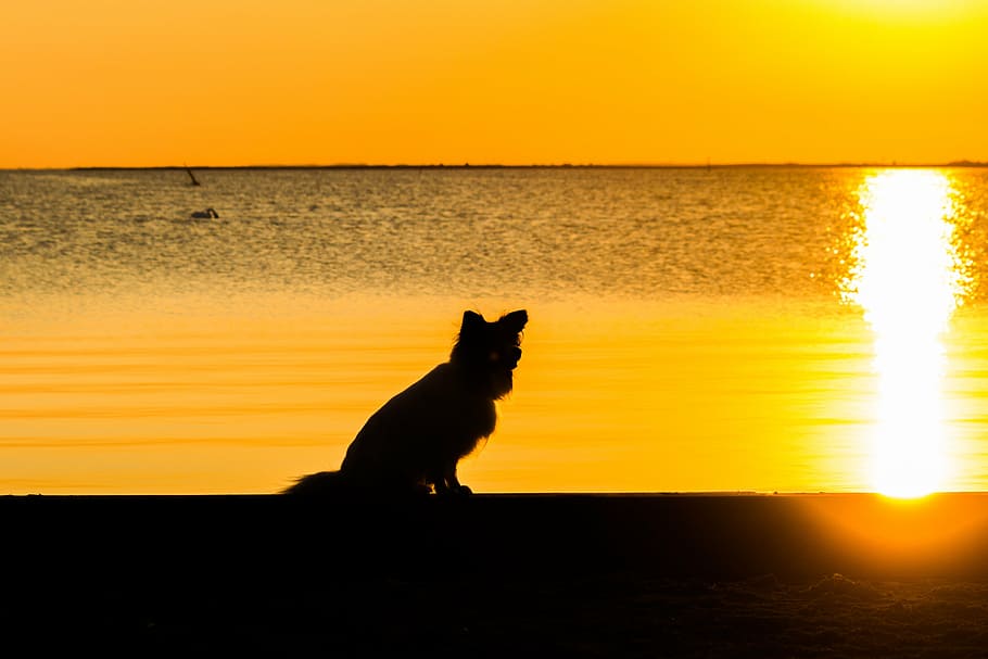 sunset, sea, back light, dog, evening sky, holiday, water, small dog HD wallpaper