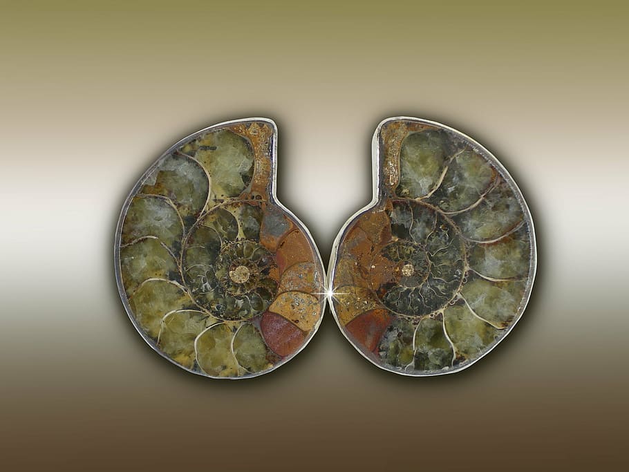two green ceramic decors, ammonit, ammonoidea, extinct, cephalopods HD wallpaper