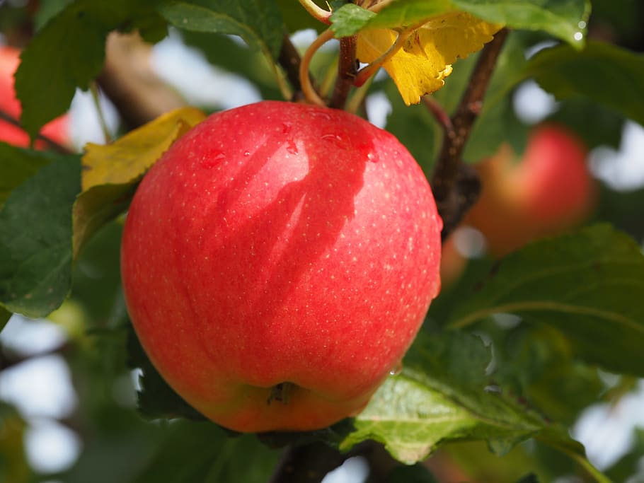 apple, bio, harvest, vegetables, fruits, agriculture, food HD wallpaper