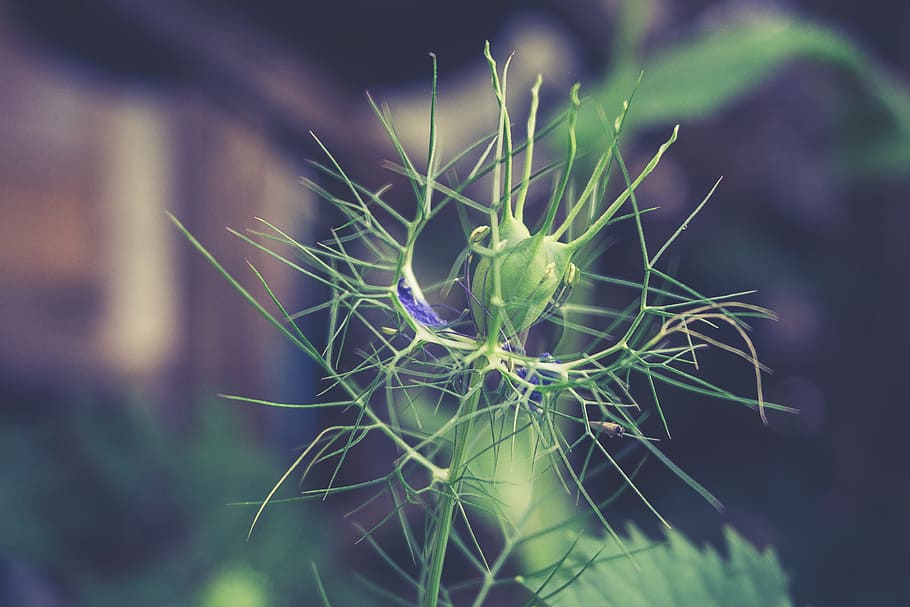 nature, blue, plant, blur, blooming, bud, close-up, colors, flora HD wallpaper