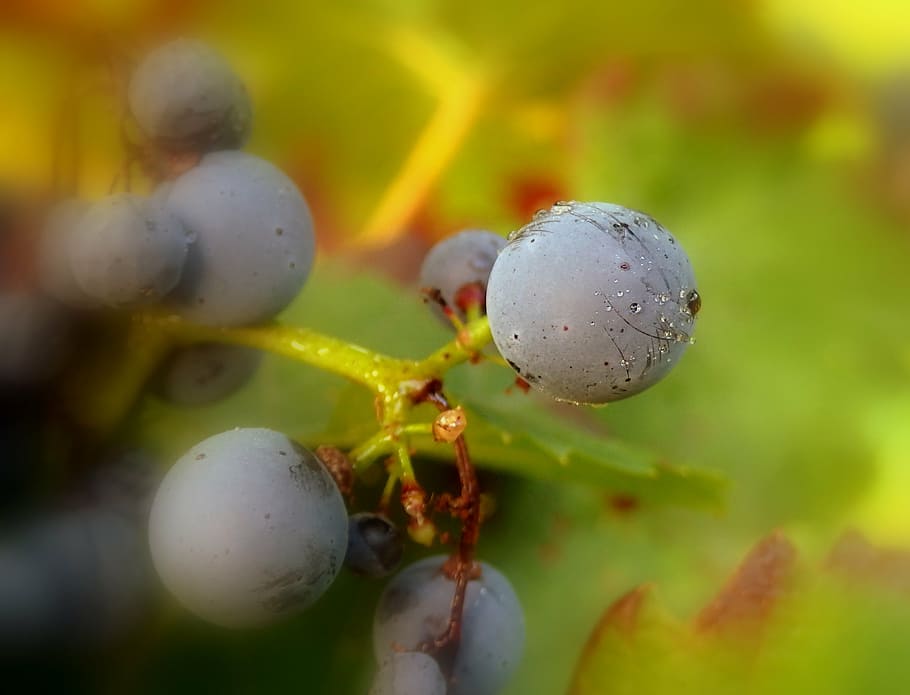grapes, nature, violet, macro, fruit, close-up, plant, food HD wallpaper