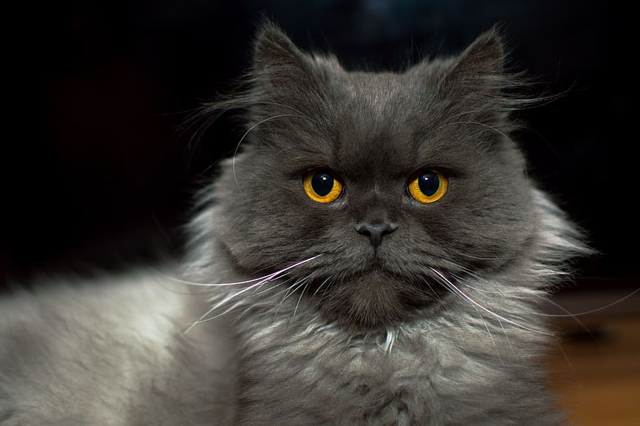 gray Persian cat, kitten, meows, sight, futrzak, coat, whiskers, HD wallpaper