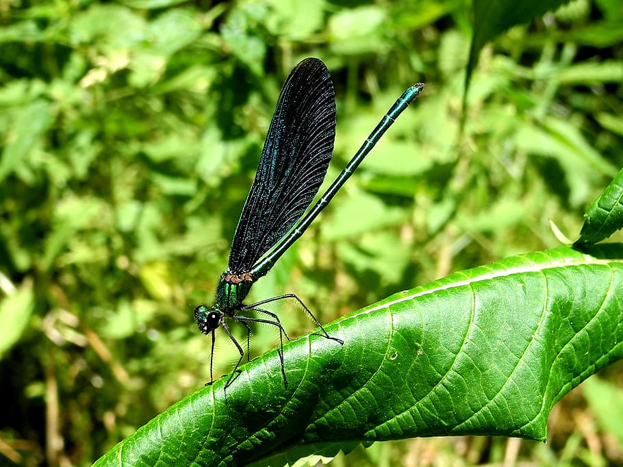 dragonfly, punch, blue, insect, sheet, macro, invertebrate HD wallpaper