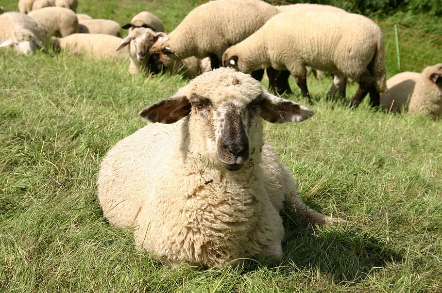sheep, animal, break, flock, interest, nature, wool, agriculture HD wallpaper