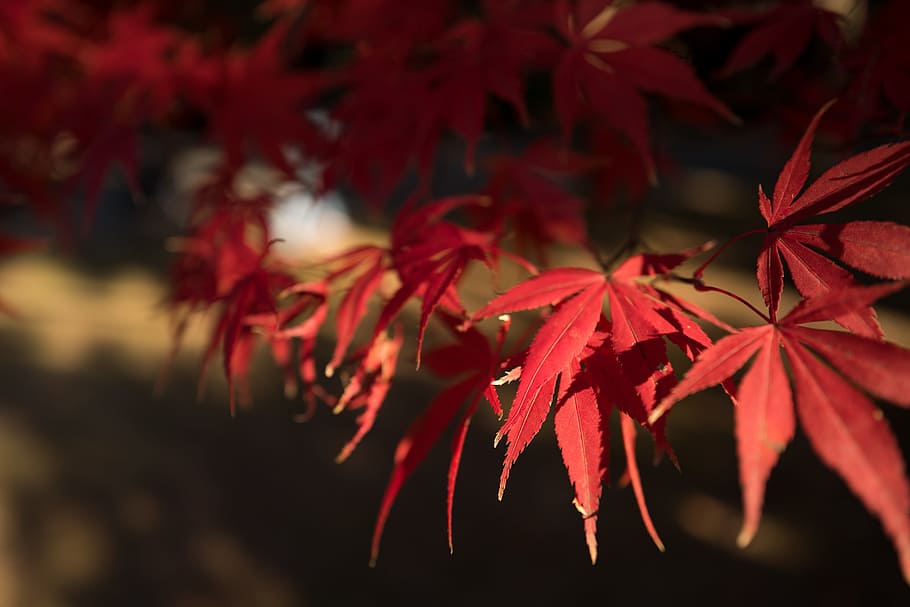leaves, autumn, fall, sun, trees, leaf, red, plant part, change HD wallpaper