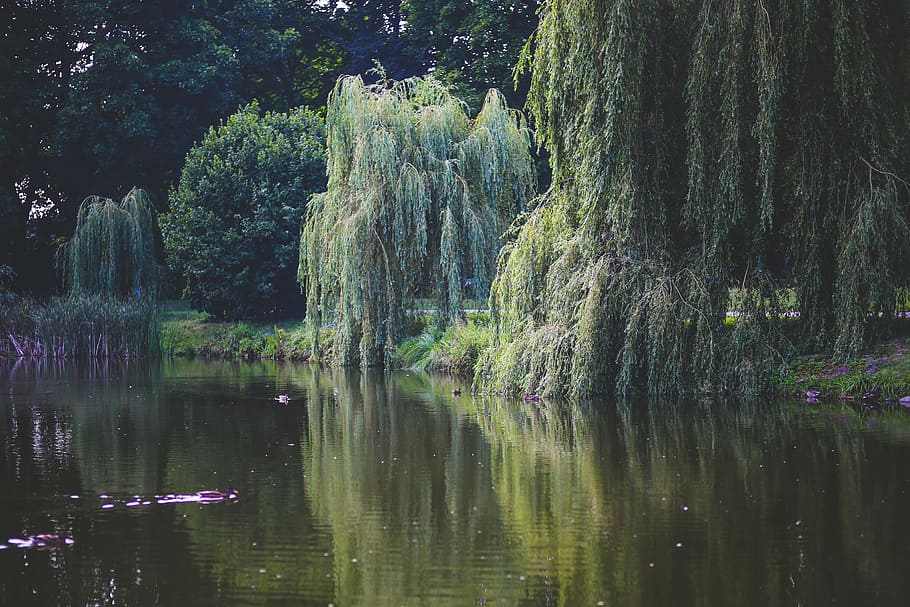 lake photography during daytime, willow, tree, trees, green HD wallpaper