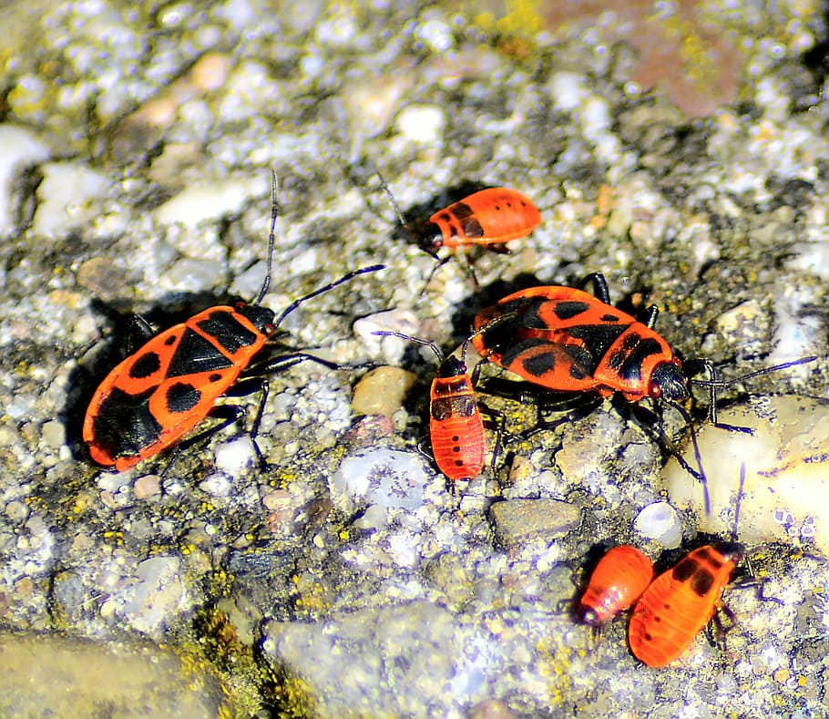 bugs, fire bugs, pyrrhocoris, close, red, insect, nature, animal HD wallpaper