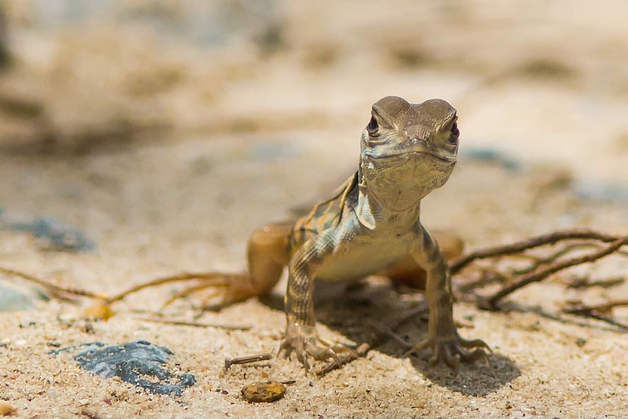 Iguana, Reptile, Flake, animal wildlife, one animal, sand, animals in the wild HD wallpaper