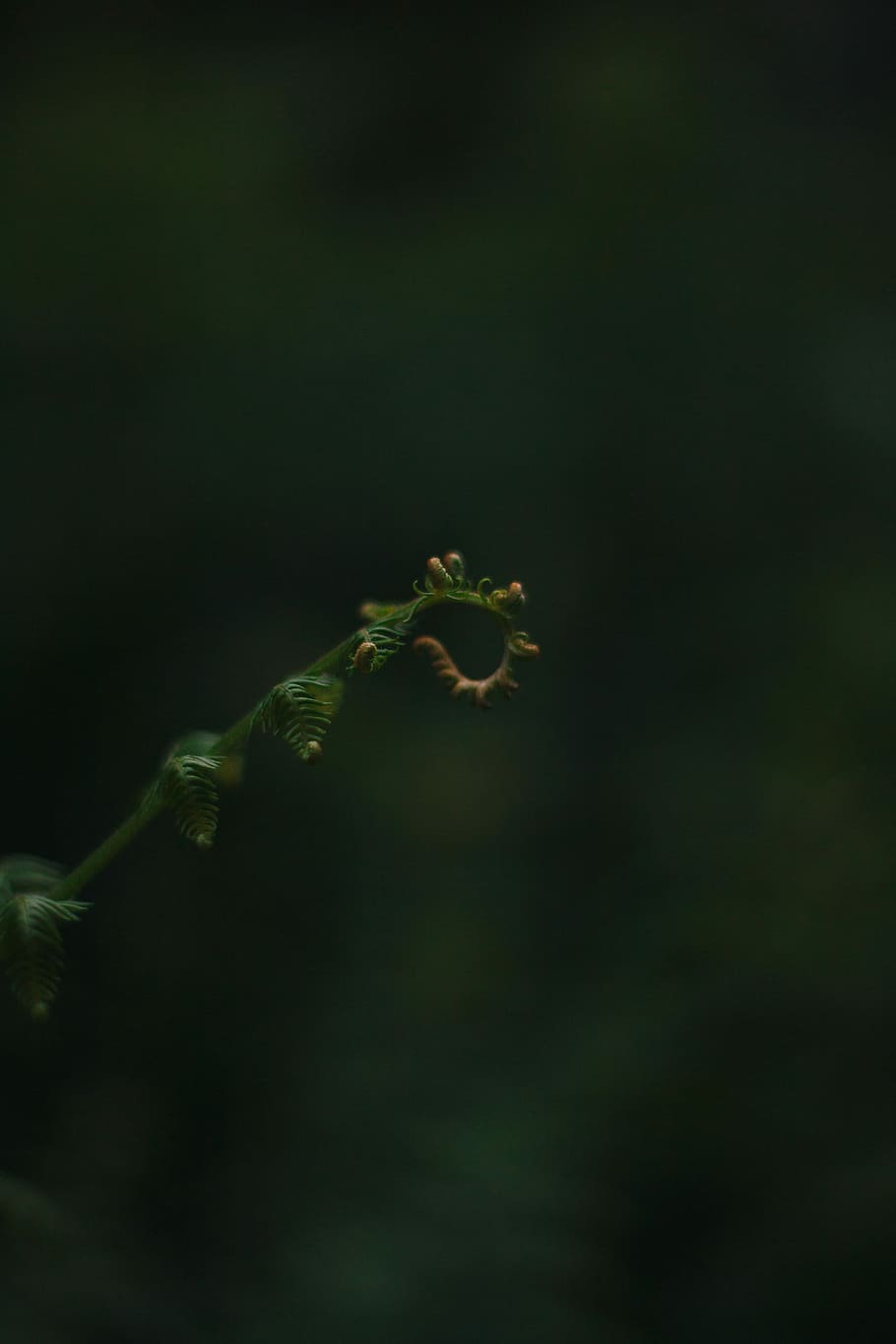 macro shot photography of green plant, leaf, foliage, tree HD wallpaper