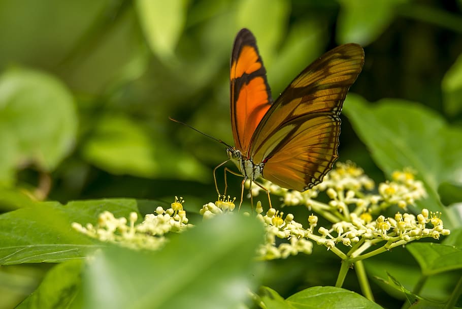 brown butterfly perching on flower, orange, insect, macro, black HD wallpaper