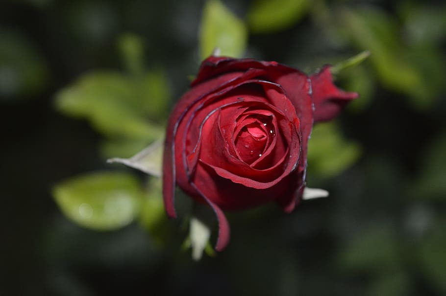 rose, nature, peace, flower, rose - flower, flowering plant HD wallpaper