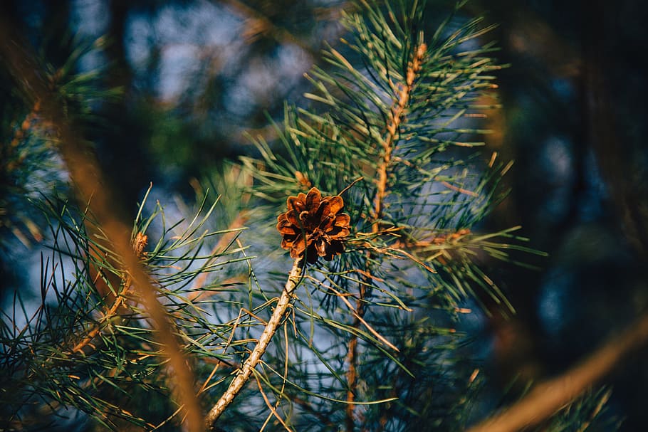 pine cone, tree, needles, nature, evergreen, branch, fir, plant HD wallpaper