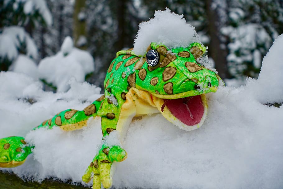 puppet, snow, frog, cute, symbol, funny, cartoon, green color HD wallpaper