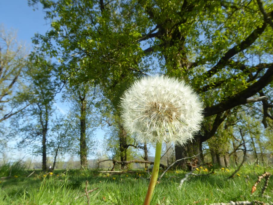 dandelion, outdoors, wish, summer, nature, plant, growth, fragility HD wallpaper
