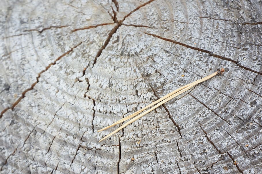 nature, tree, forest, coniferous tree, trunk, needles, pine HD wallpaper