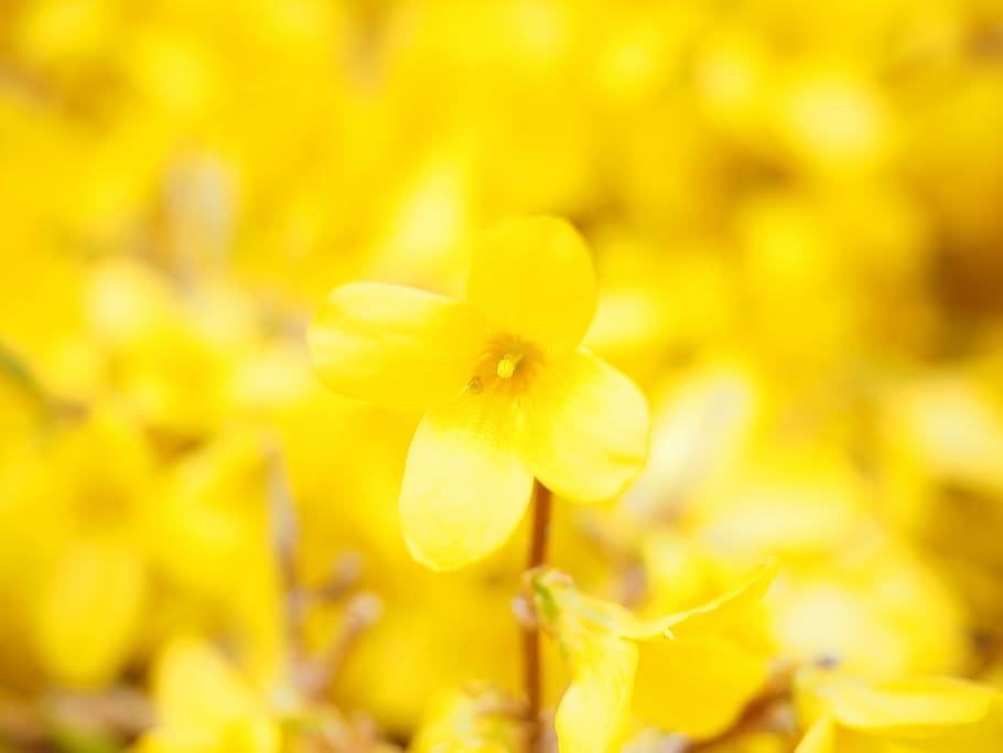 forsythia, branches, yellow, blossom, bloom, gold lilac, flower HD wallpaper