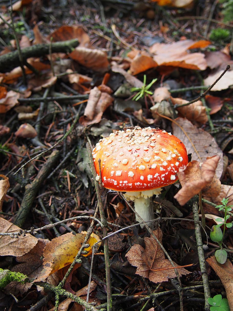 toadstool, boletus, forest, mushroom, fungus, vegetable, land HD wallpaper