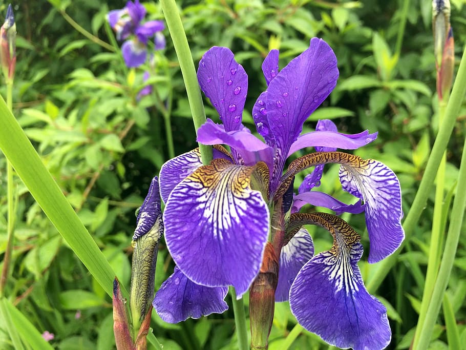 Flower, Iris, Nature, Spring, Floral, gardening, rain, leaf HD wallpaper
