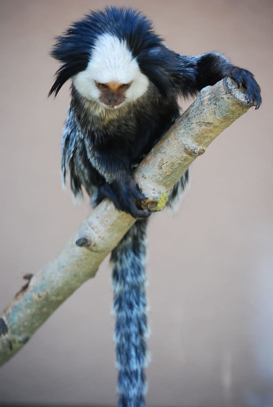 Monkey, Blue, White, one animal, animal wildlife, animals in the wild HD wallpaper