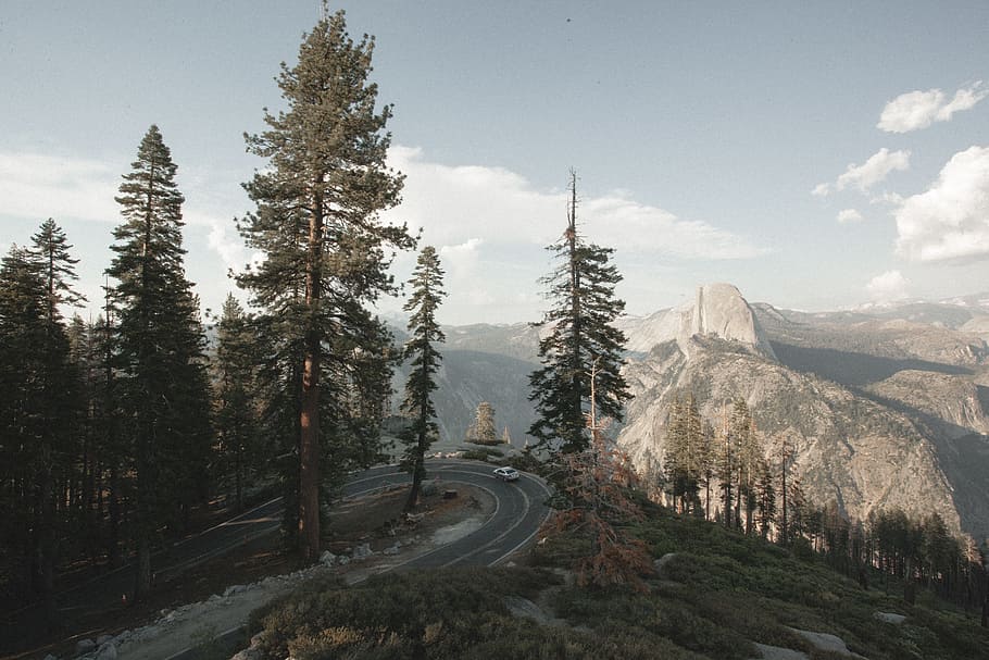 green trees, green pine trees  spiral road, nature, landscape HD wallpaper