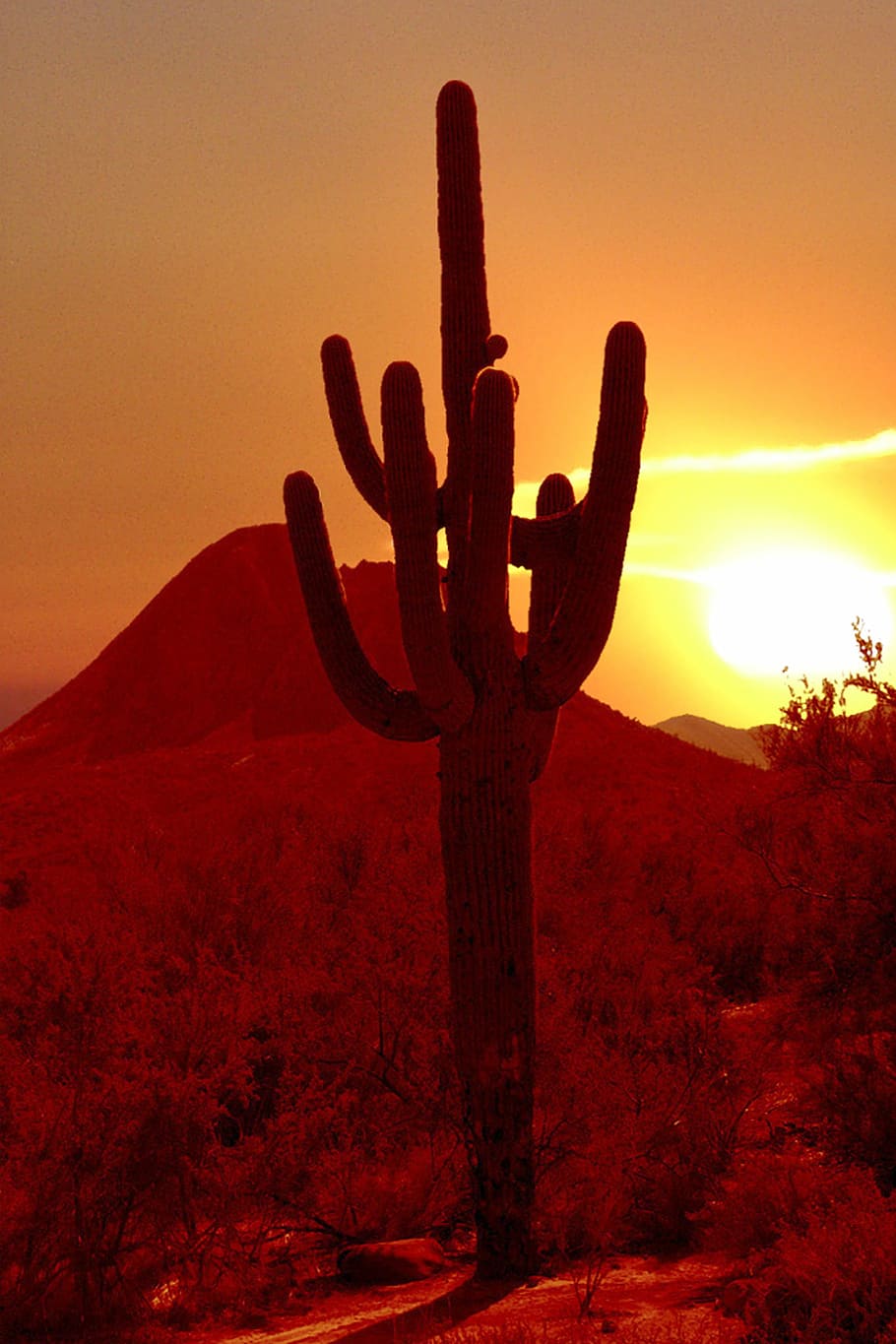 silhouette photo of cactus plant, Sunset, Arizona, Arizona, Usa