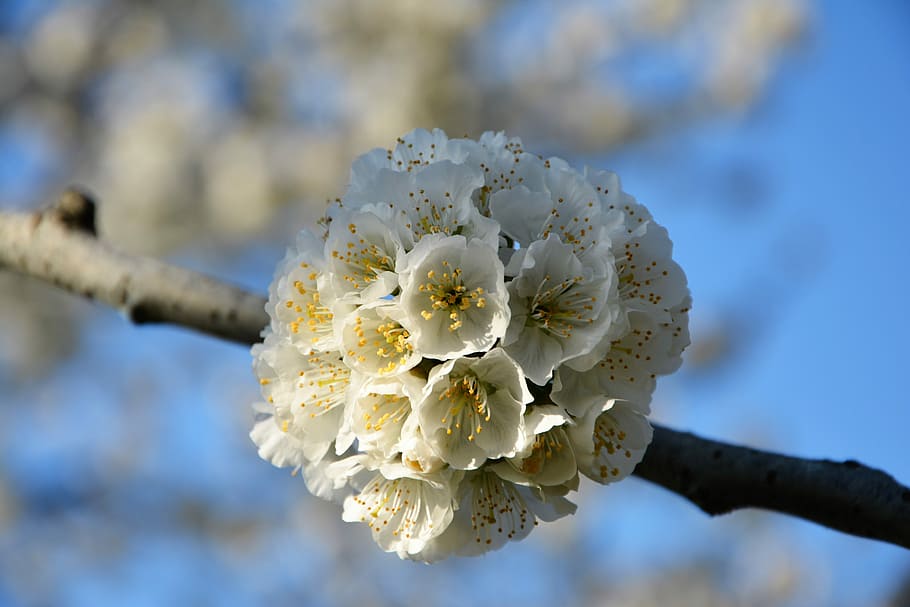 Cherry, Flower, Sprig, Spring, Nature, spring flowers, garden HD wallpaper