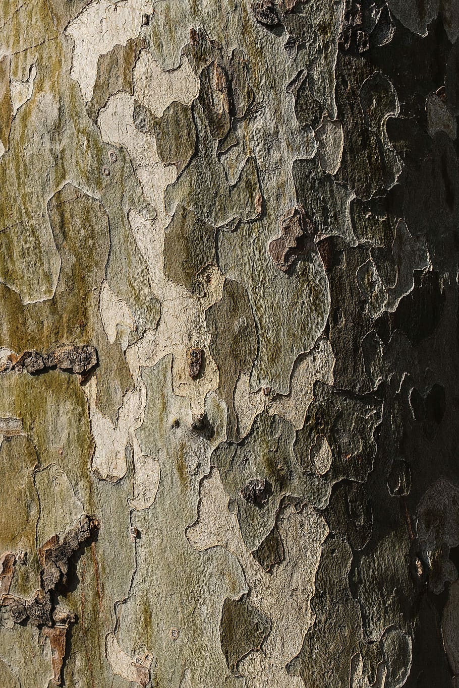 Tree trunks close-ups, nature, wooden, brown, bark, strong, solid, HD wallpaper