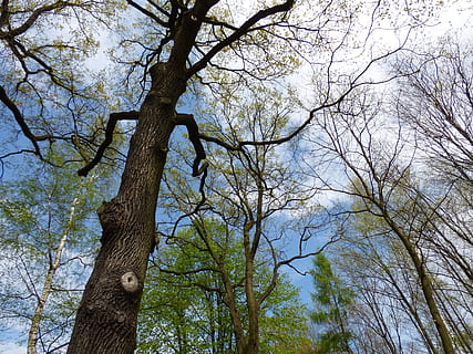 Forest, Tree, Clearance, Sky, Blue, the prospect of, green HD wallpaper