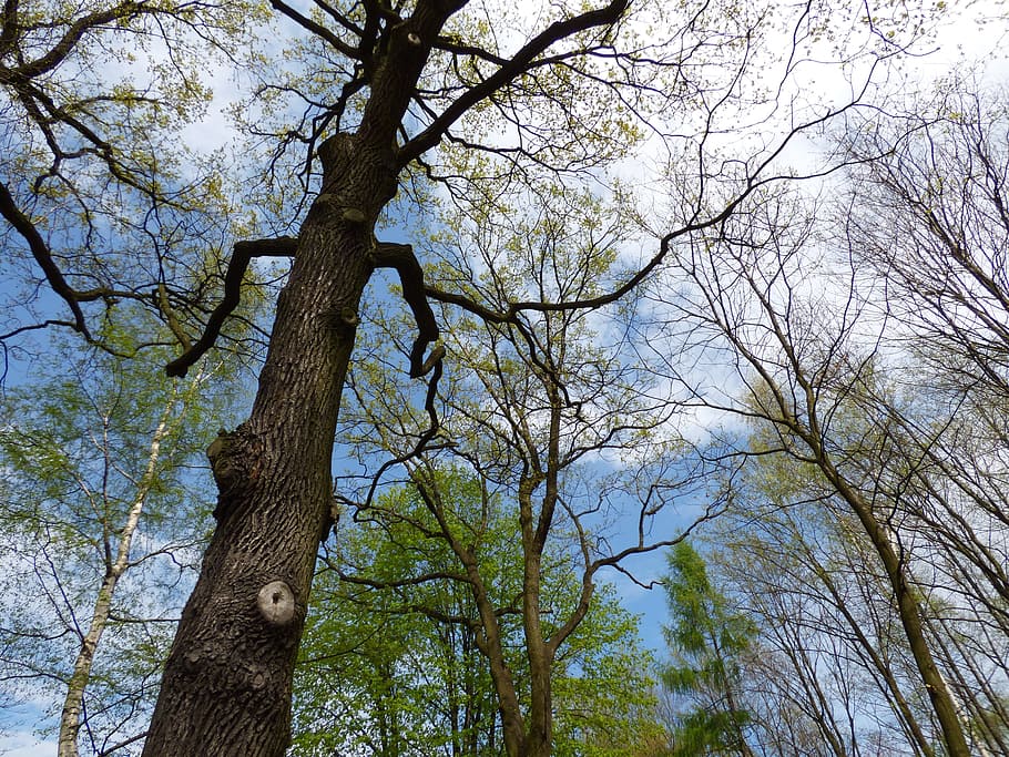 Forest, Tree, Clearance, Sky, Blue, the prospect of, green HD wallpaper