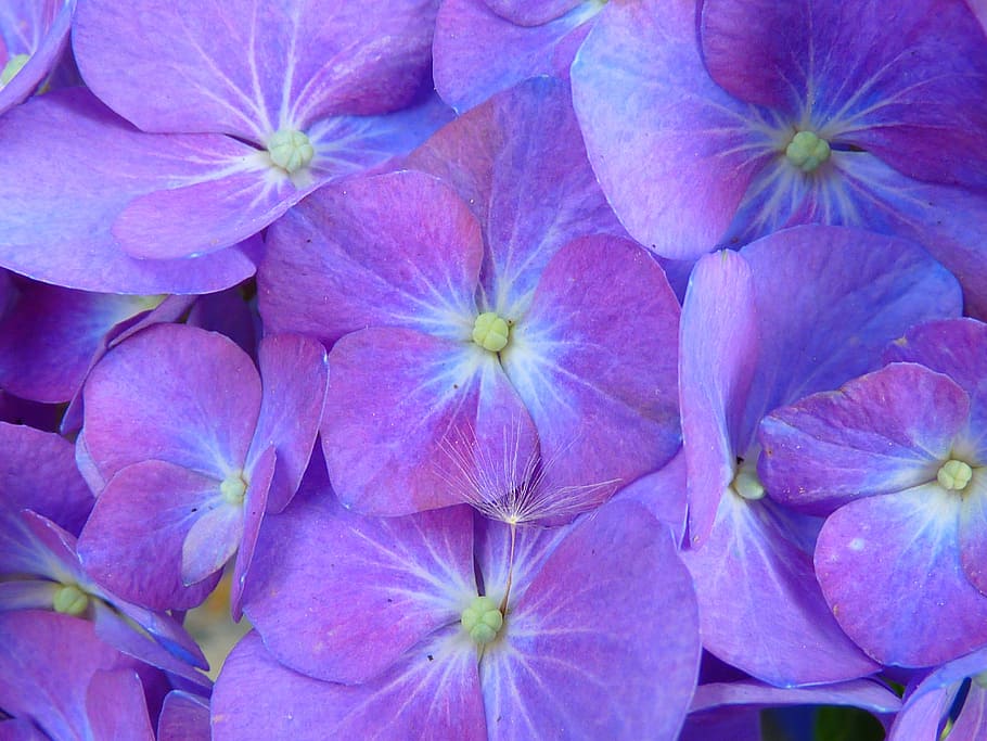 purple flower lot, hydrangea, blossom, bloom, inflorescence HD wallpaper
