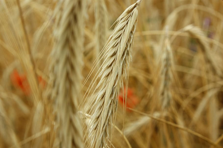 field, kłos, corn, grains, harvest, the stem, cereal plant HD wallpaper