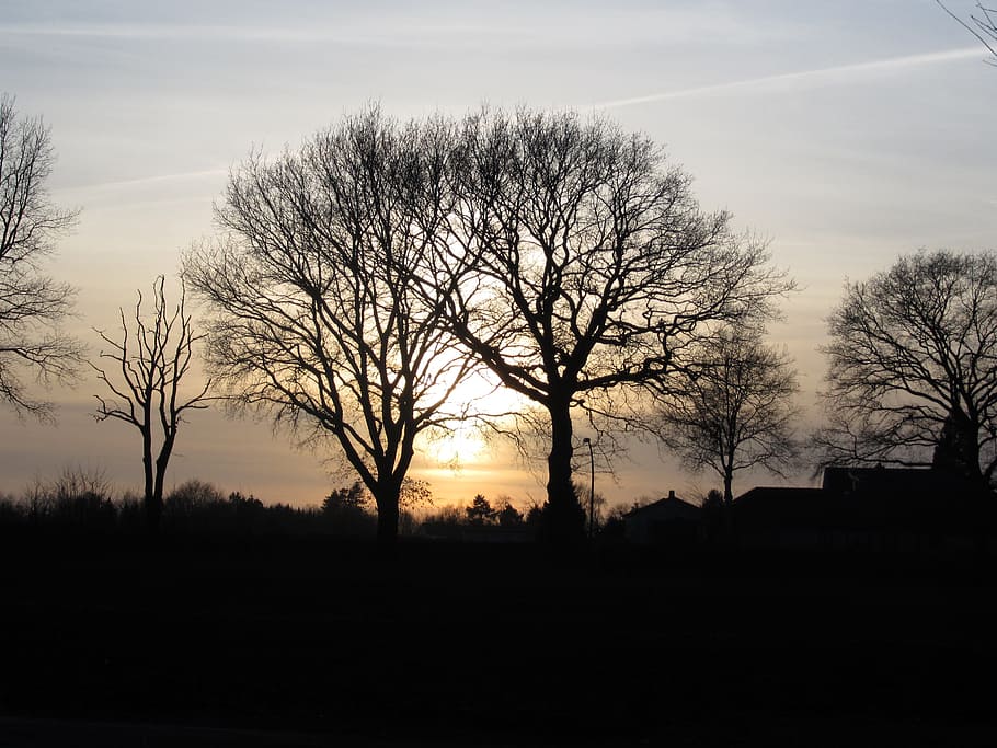 Evening Sun, Trees, Sunset, Silhouette, bare tree, landscape HD wallpaper