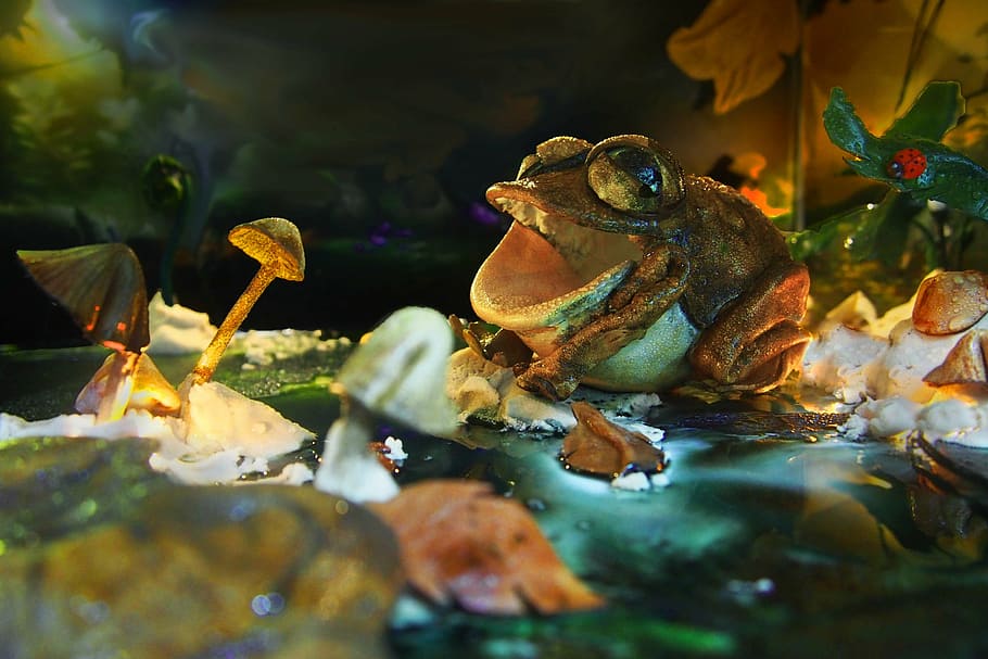 leather, frog, dark, animal, animal themes, animal wildlife HD wallpaper