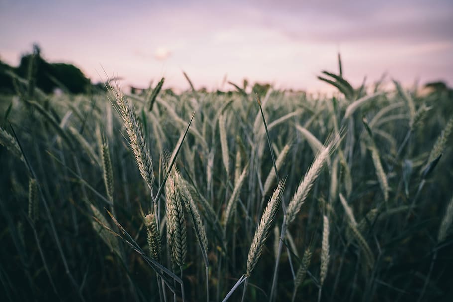 closeup photography of wheat grass, macro photography of green plants HD wallpaper