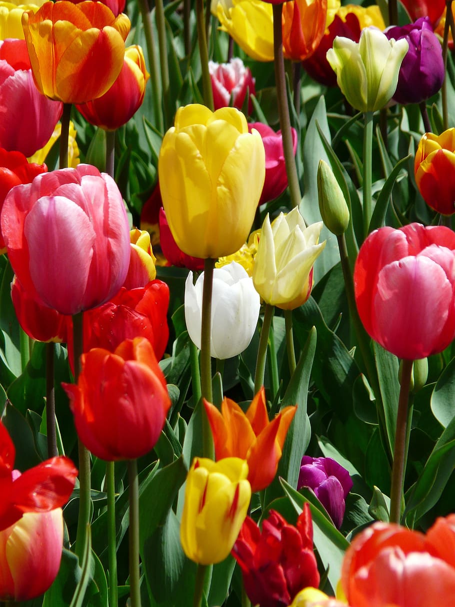 assorted-color tulips, yellow, yellow tumor, tulpenbluete, flowers