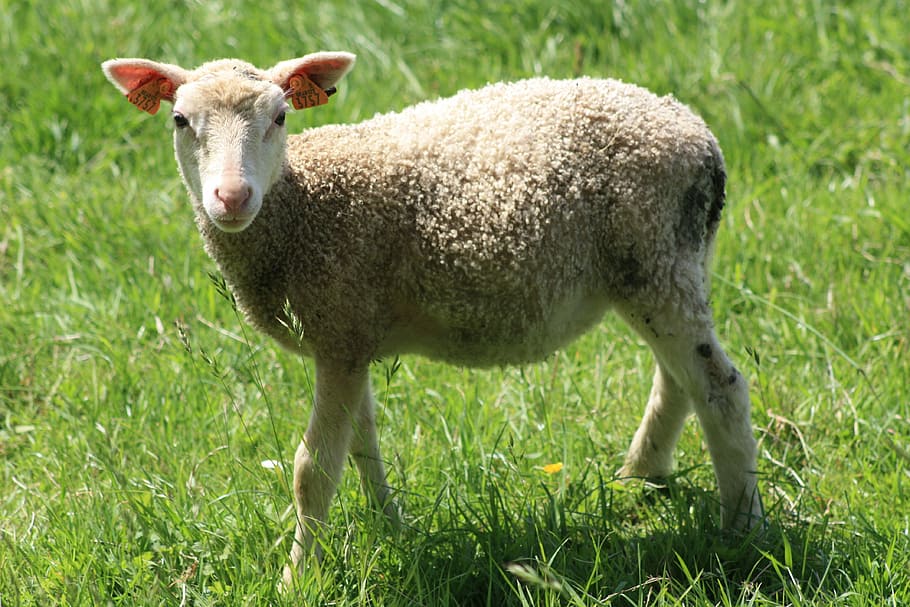 animals, lamb, nature, grass, livestock, animal themes, one animal HD wallpaper