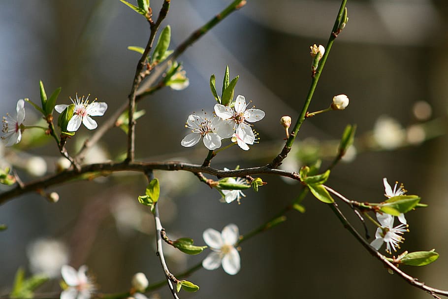 flower, nature, plant, leaf, bud, flowers, flowering plant HD wallpaper