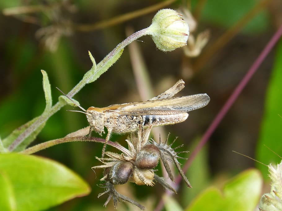 grasshopper, lobster, small, tiny, insect, orthopteron, invertebrate HD wallpaper