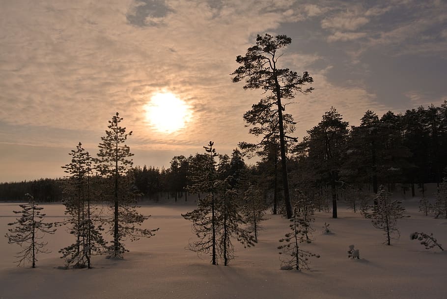 nature, tree, aurora, landscape, sky, winter, light, snow, sun HD wallpaper