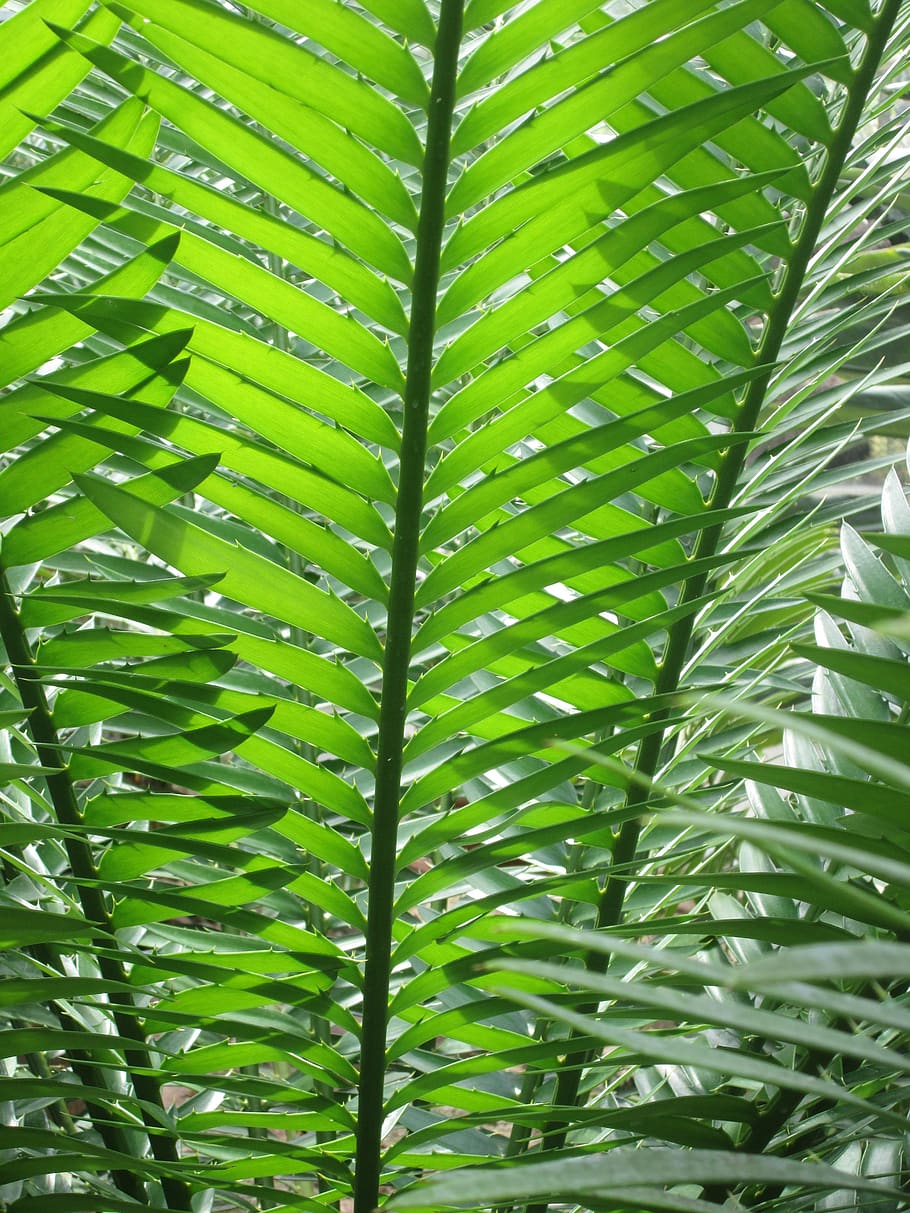 fern, green, nature, plant, leaves, forest, leaf fern, light, HD wallpaper