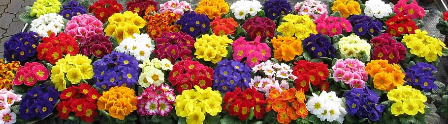assorted-color flowers under sunny sky, Primroses, Colorful, Nature