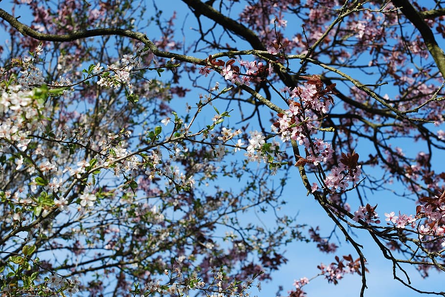 cherry, blossom, cherry blossom, tree, spring, pink, branch HD wallpaper