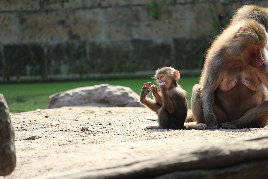Monkey, Foot, little, day, outdoors, sand, two people, animal themes HD wallpaper