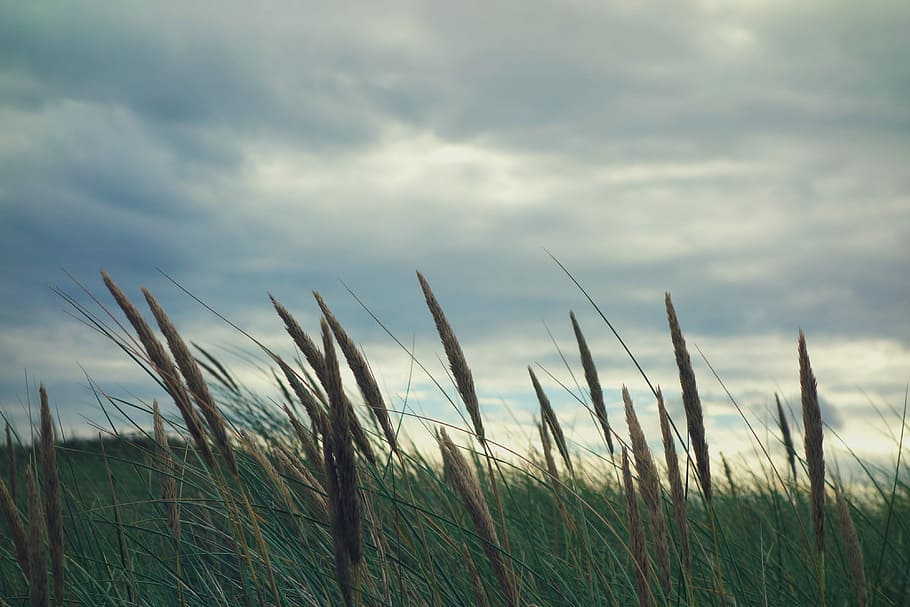 brown and green grass field, selective focus photography of wheat field HD wallpaper