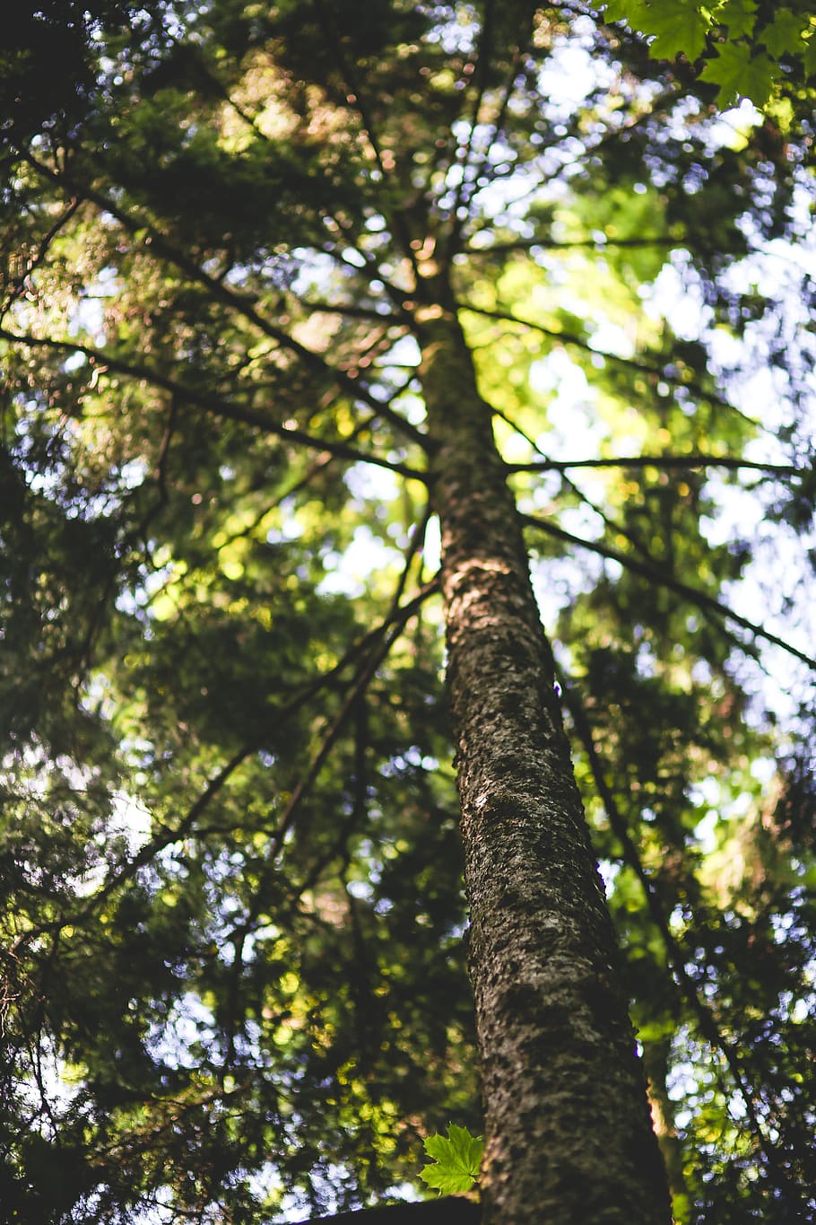 tree, bark, pine, forest, branch, nature, plant, low angle view HD wallpaper