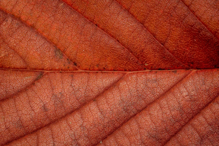 autumn, leaves, leaf, fall foliage, colors of autumn, leaves in the autumn HD wallpaper