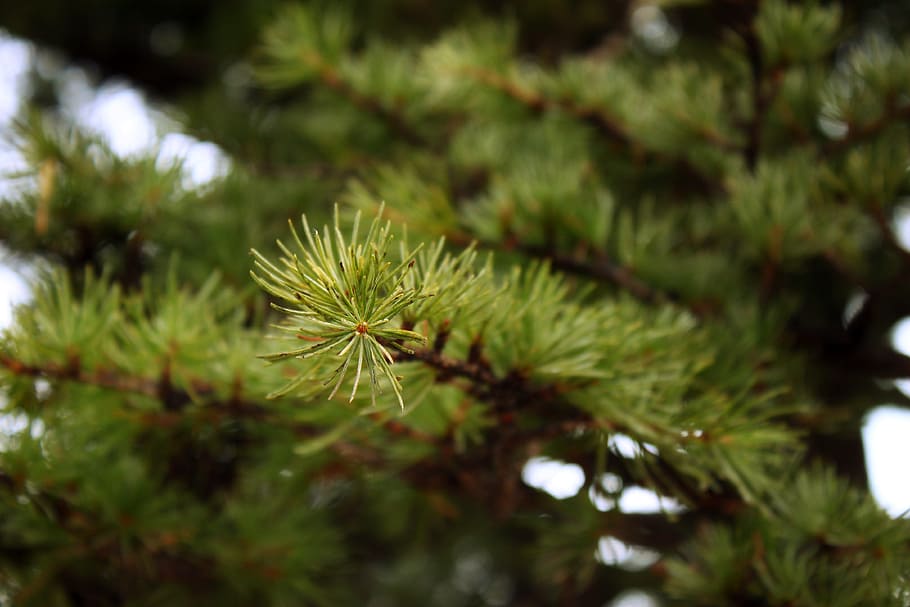 pine, pine branch, pine needles, tree, nature, green, plant HD wallpaper
