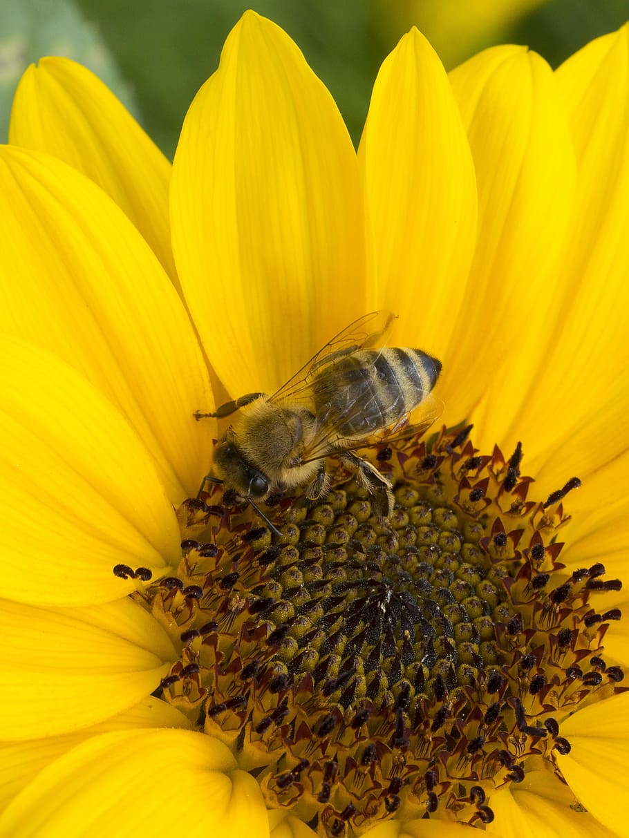 bee, insects, forage, macro, nature, flowers, sunflower, flowering plant HD wallpaper