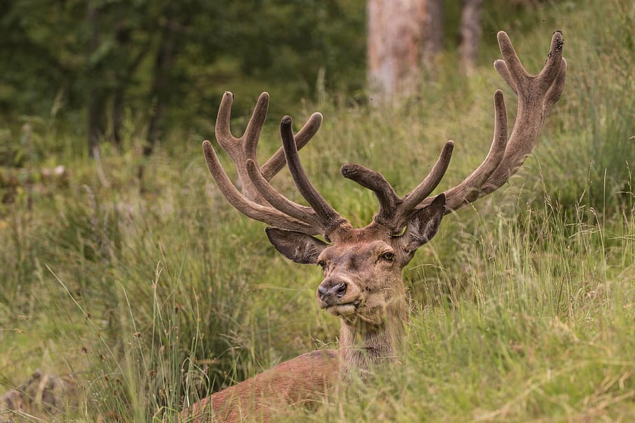 brown deer surrounded by grasss, hirsch, red deer, forest, antler HD wallpaper