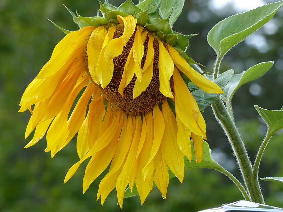 sunflower, stem, yellow, garden, summer, flowering plant, petal HD wallpaper